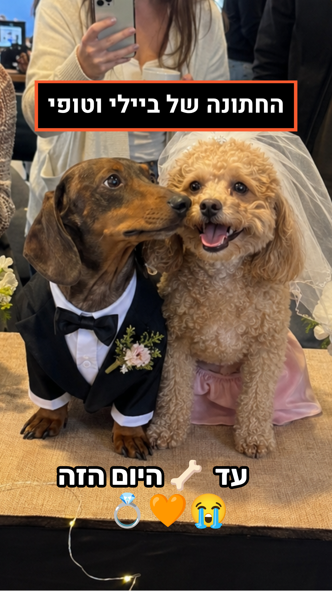 Dog wedding reel
